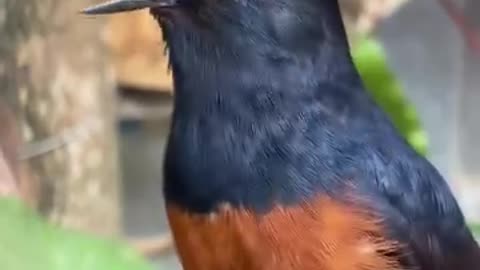 >_₪&