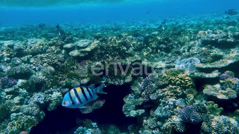 Coral Reef in the Red Sea Underwater Colorful Tropical