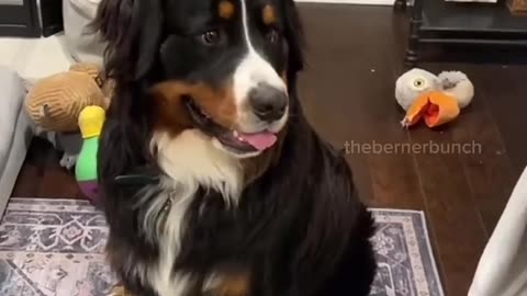 the dog jump