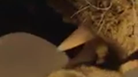 Nature - Animals in Love