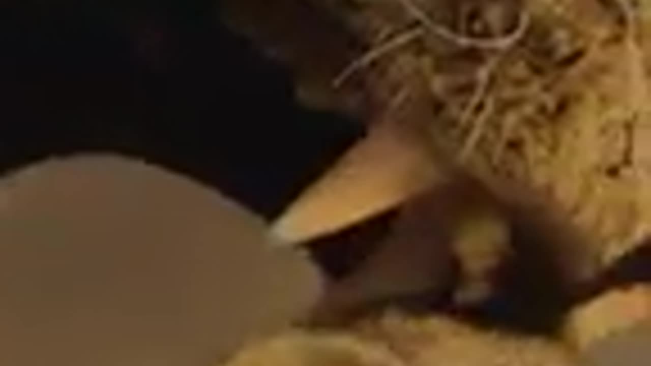 Nature - Animals in Love