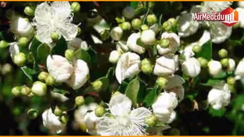 45 Benefits of Arrayan Leaves