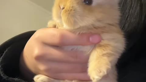 Bunny and Guinea Pig Become Best Friends 🐇🐹
