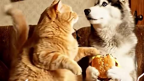 Now we know why the orange cat is chubby