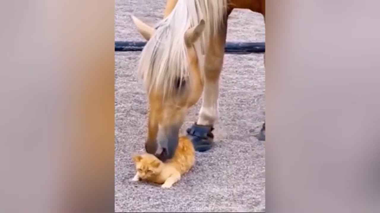 Funny Cats and Dogs