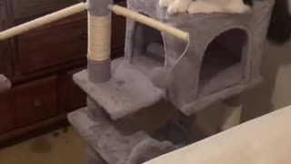 PLAYING CAT 🐈😻