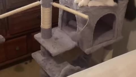 PLAYING CAT 🐈😻
