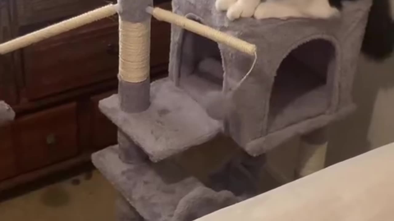 PLAYING CAT 🐈😻