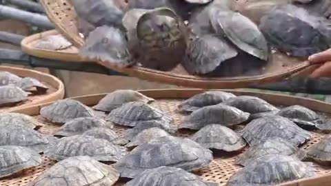 Making food and medicine from softshell turtles