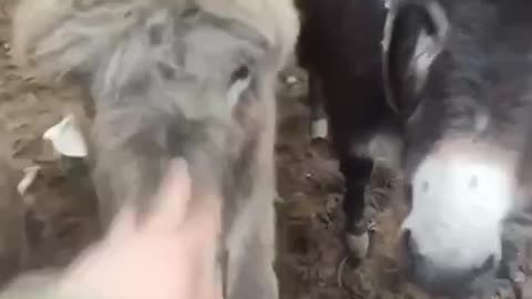 Russian Assman Looking After His Lovers