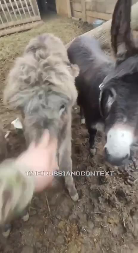 Russian Assman Looking After His Lovers