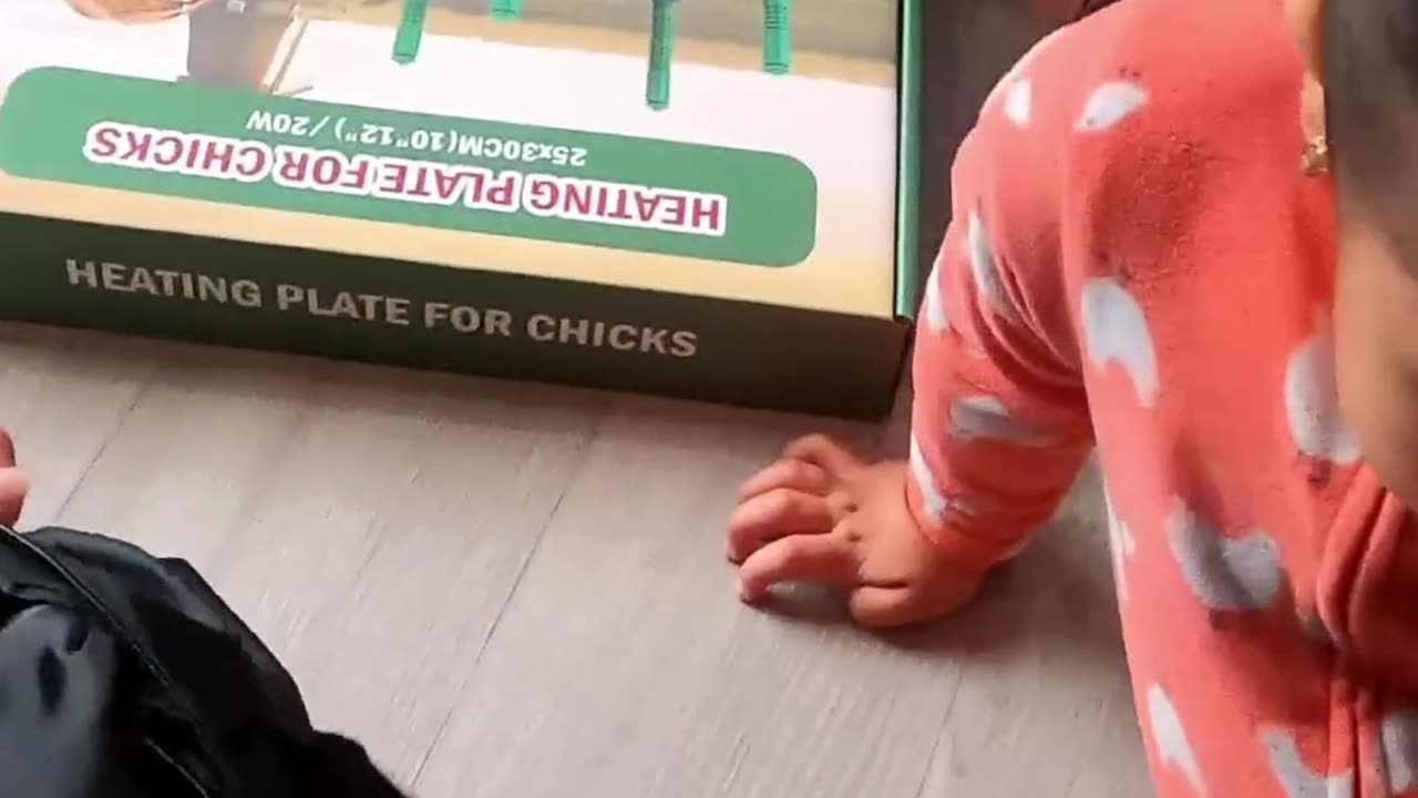 New Brooder