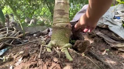 The Way to Explain the Super Kerdil Cantik Pohon Pepaya