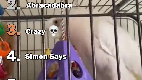 Panking The Best Parrot Moments