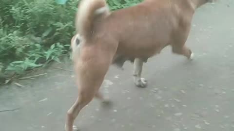 Watch the dog run and walk.
