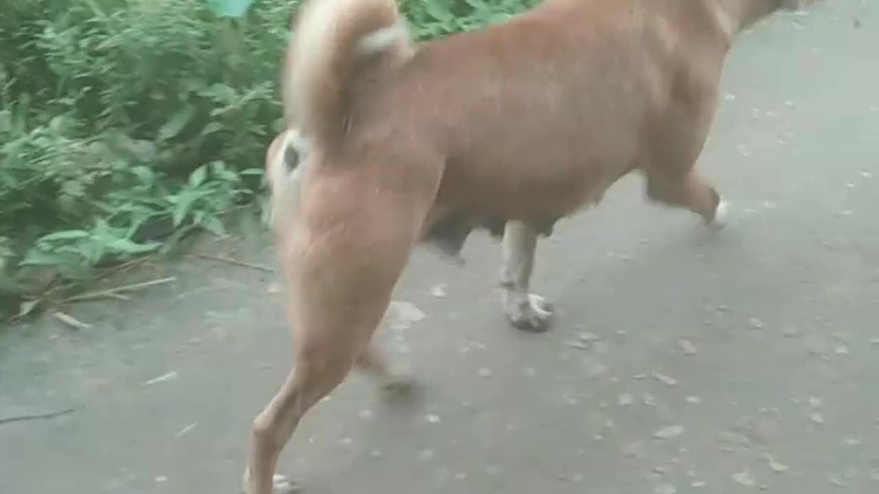 Watch the dog run and walk.