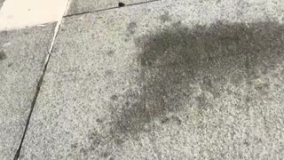 😂🏍️ The Sneakiest Scooter Heist! | FunFM
