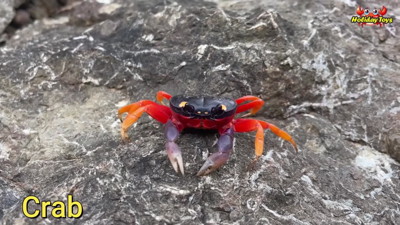 Orca Bit Turtle on the Shell and Felt Very Hard