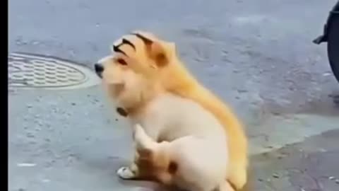 Funny 😂 dog 2 in 1 lion and dog 🐕