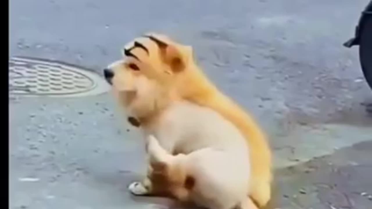 Funny 😂 dog 2 in 1 lion and dog 🐕