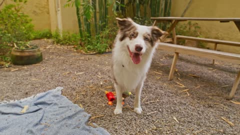 POV Shot of Happy Dog Playing