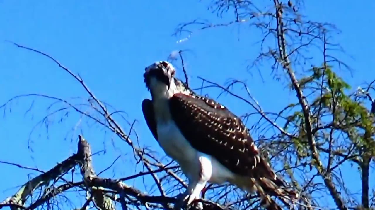 Osprey