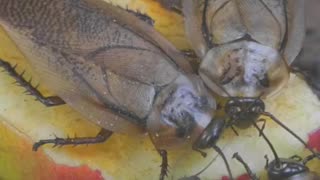 🪳💥 The Indestructible Cockroach – Nature’s Ultimate Survivor! 🧠❌