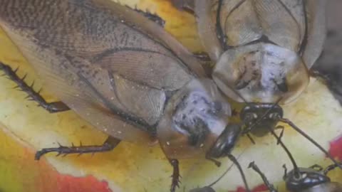 🪳💥 The Indestructible Cockroach – Nature’s Ultimate Survivor! 🧠❌