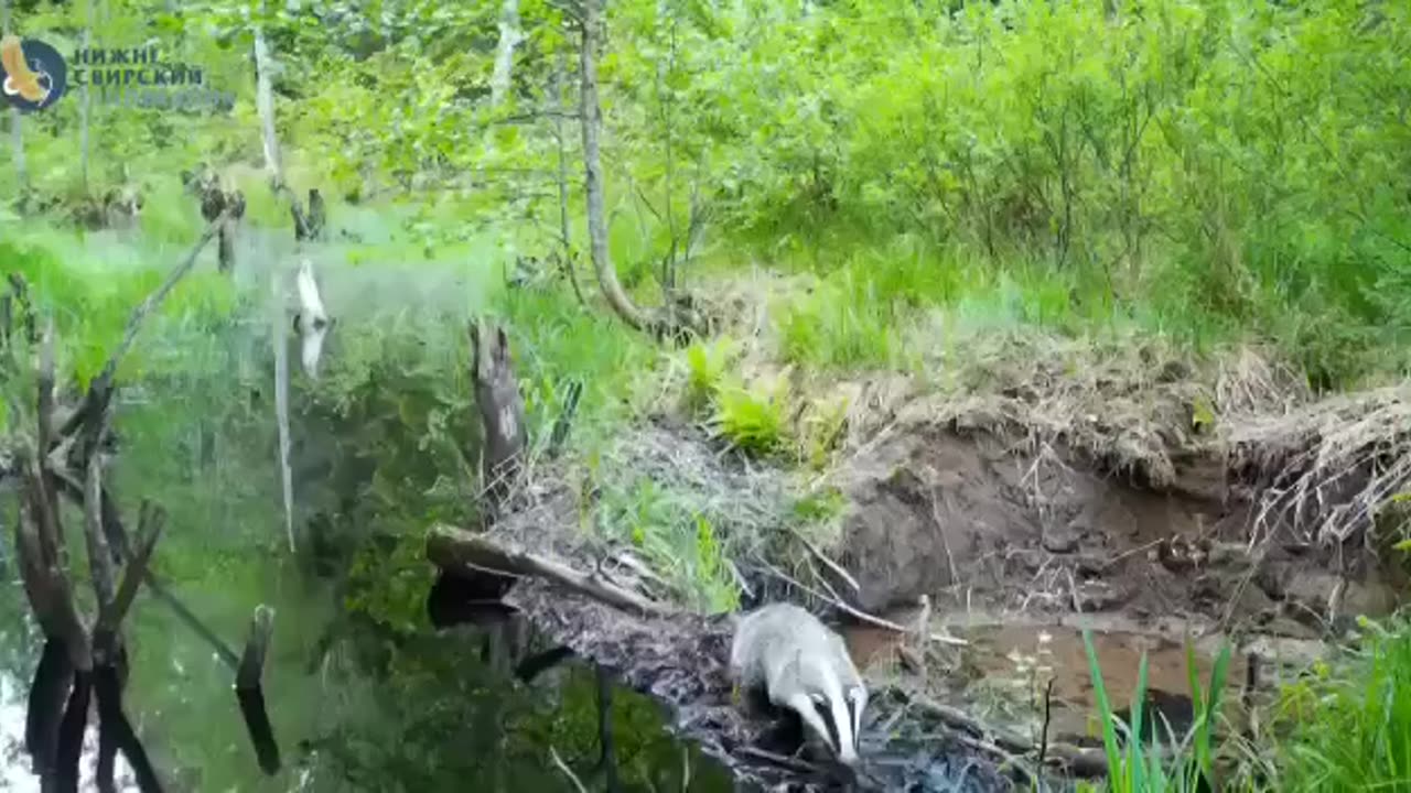The beavers built a dam, which turned into a bridge for all forest dwellers.