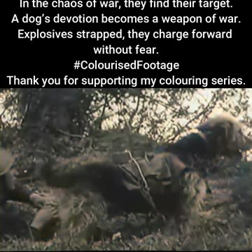 Soviet Anti-Tank Dogs — Unseen Heroes in Battle #ColourisedHistory-1