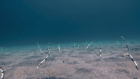Zebra Garden Eels on Sandy Seafloor