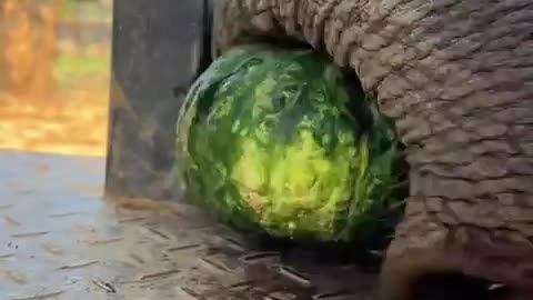 🐘💖 POV: Feeding an Elephant - The Cutest Trunk! | FunFM