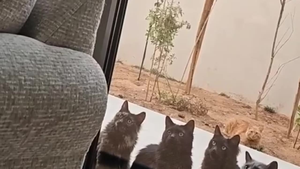 Teasing the cats 🤣