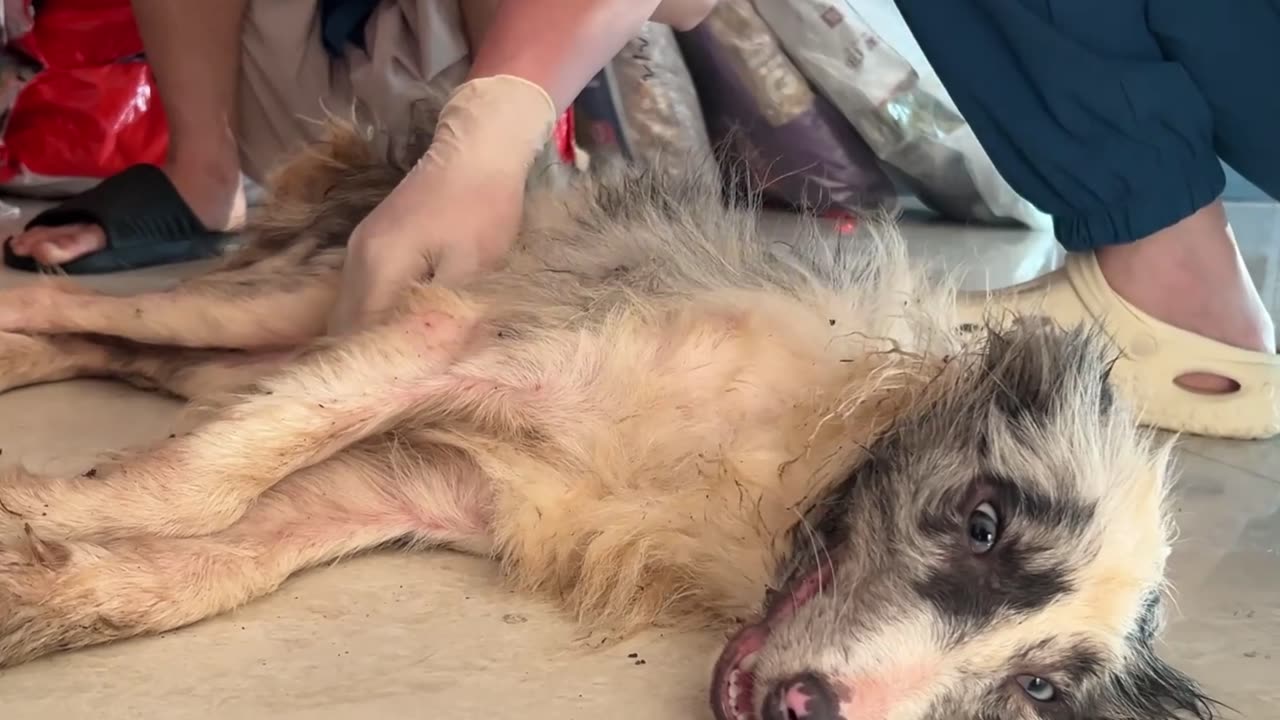 Cruel crime: they abandoned him to his own fate — almost lifeless. 😔🚨