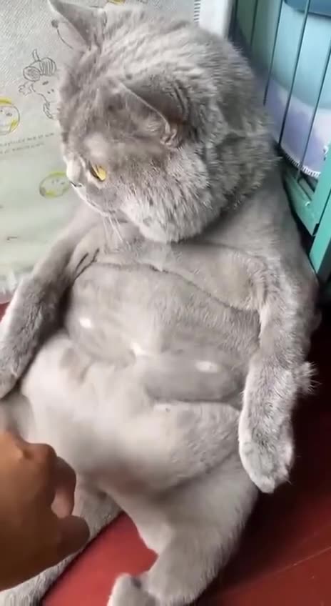 Who’s got a belly ? 🙃