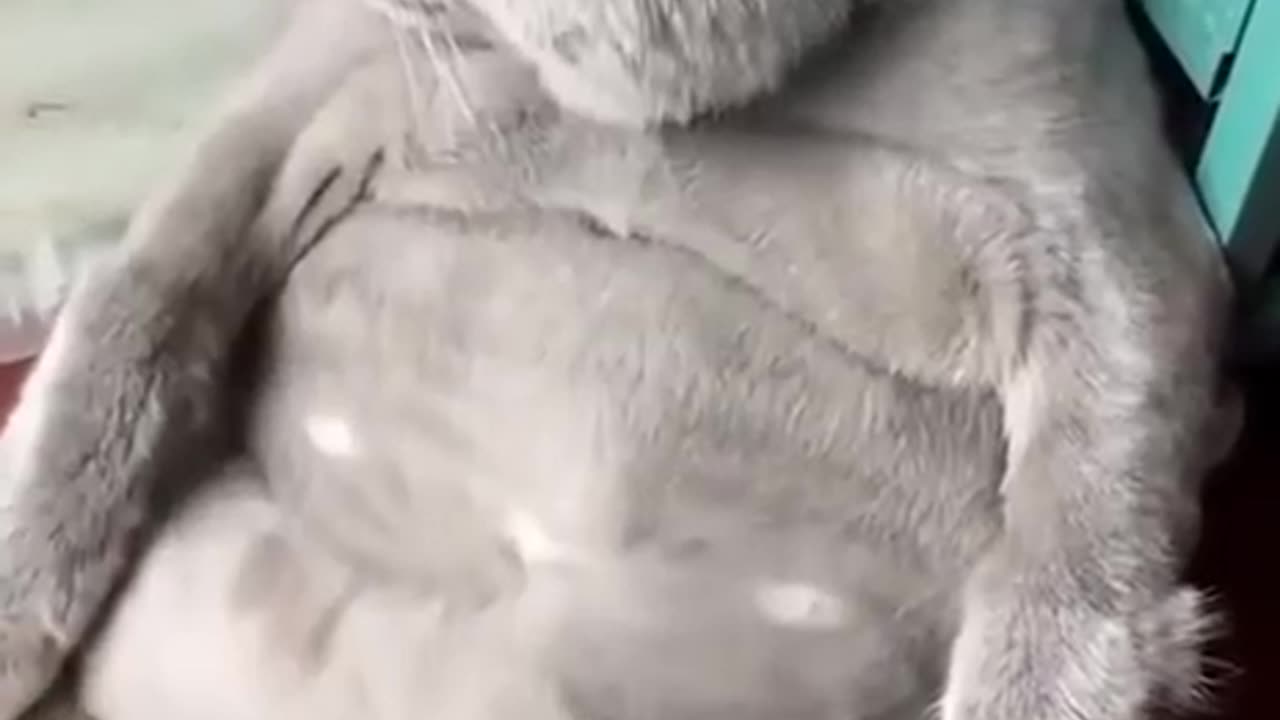 Who’s got a belly ? 🙃