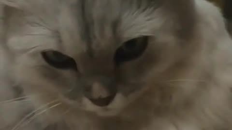 "This Cat Knows the Truth About You… And He’s Not Saying It Out Loud