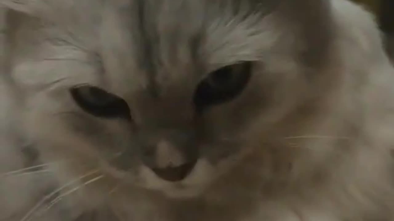 "This Cat Knows the Truth About You… And He’s Not Saying It Out Loud