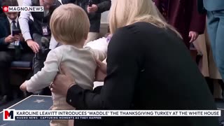 Karoline Leavitt Introduces 'Waddle' the Thanksgiving 🦃 Turkey in The White House Press Room