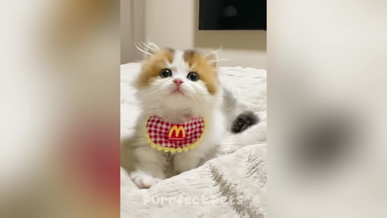 Funny Cats & Dogs Video Compilation