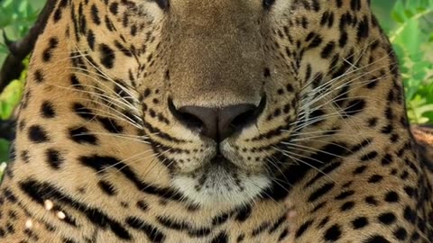 leopard in sri lanka lukas