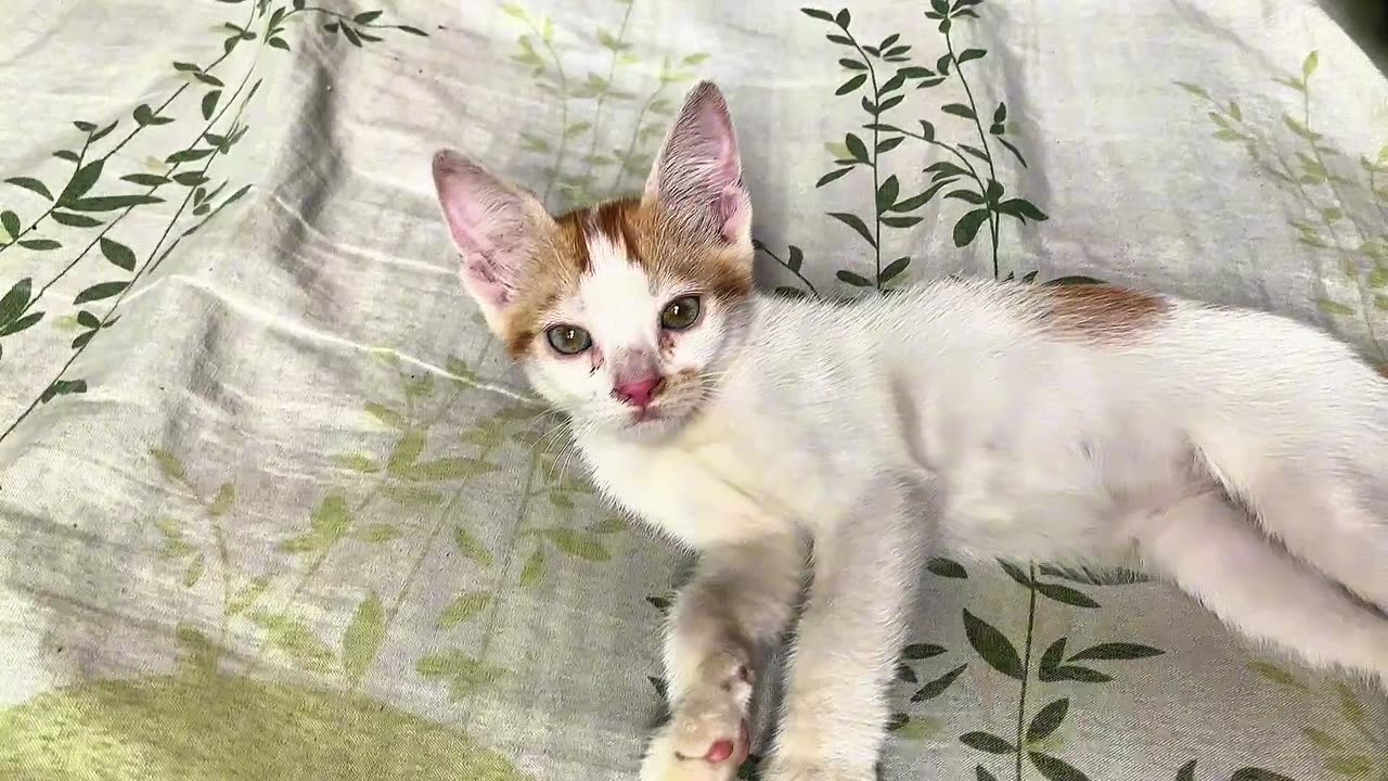 Sundori cat