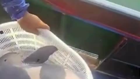 💋 Leaving Back an Endangered Dolphin Baby