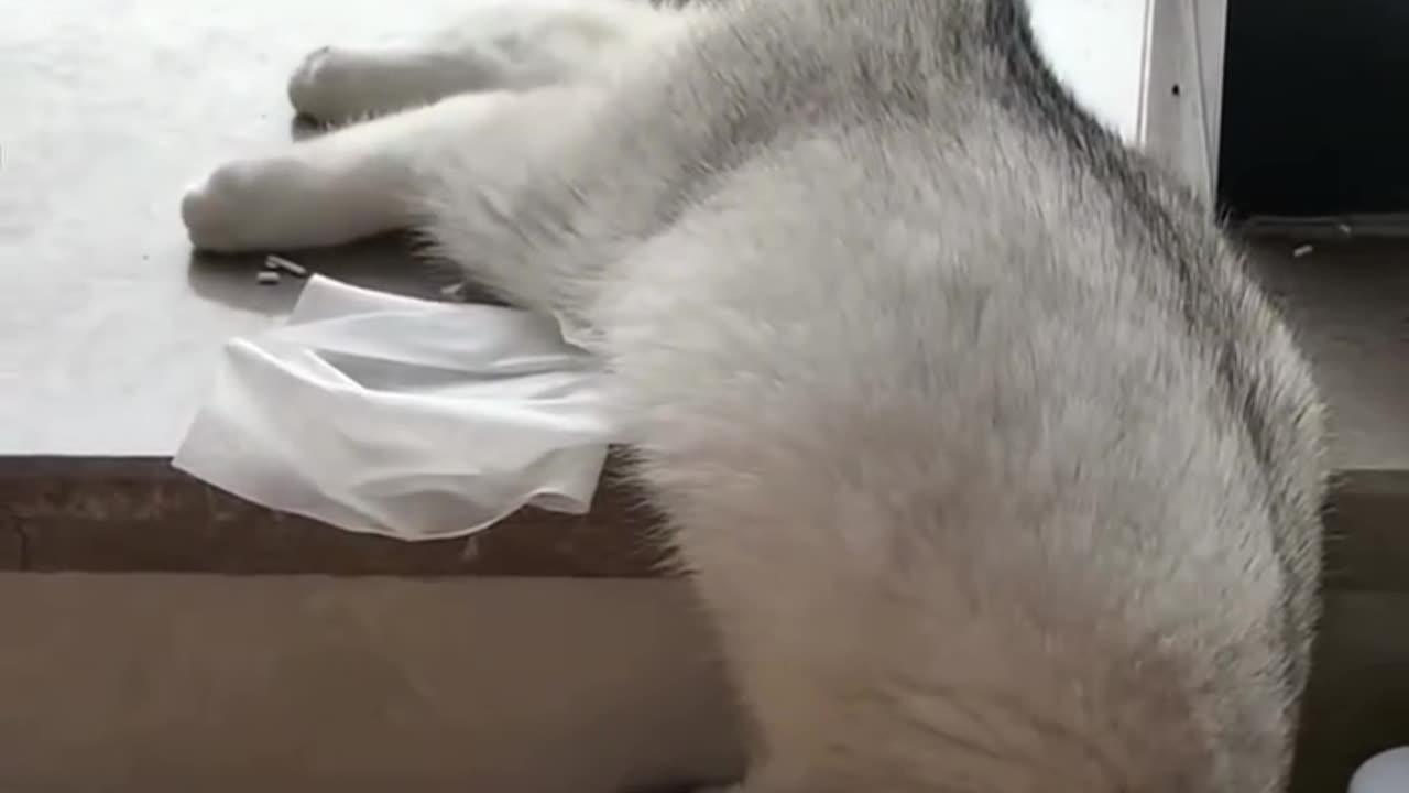 cute cats
