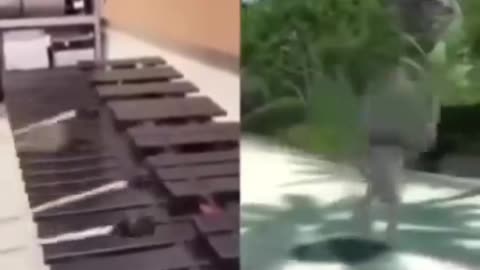Epic Viral Clips That’ll Leave You Speechless! Compilation