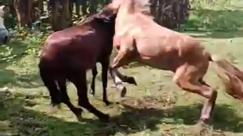 Horse Vs horses fight club 💪