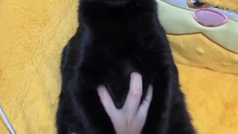 Cat talking and laughting