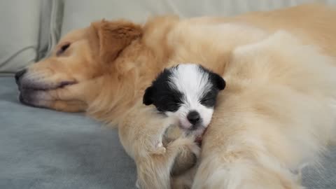 📹 Golden Retriever Attacked by Cute Puppy!