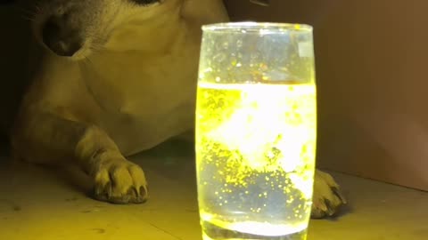 Dog's Reaction to Haldi Water Trend