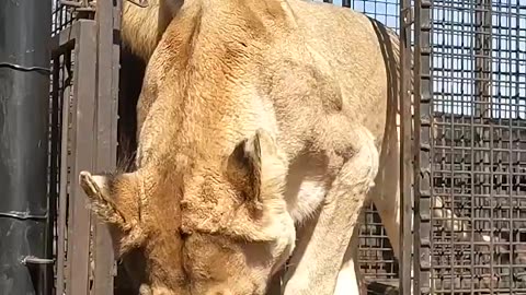 How to Unload LIONS #wildlife #animal #fun